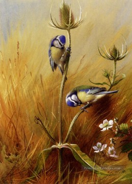  Oiseau Tableaux - Bluetits sur une cardère Archibald Thorburn oiseau